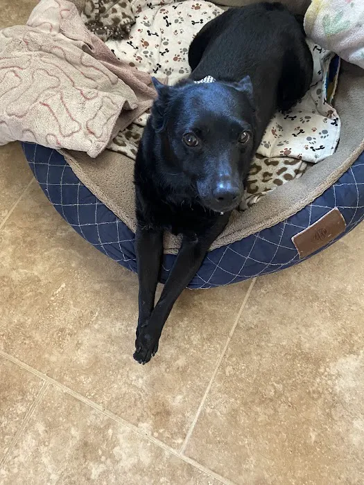 West Charleston Animal Hospital Picture 4