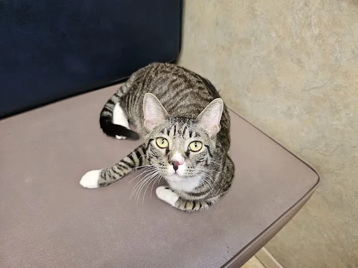 West Charleston Animal Hospital Picture 8