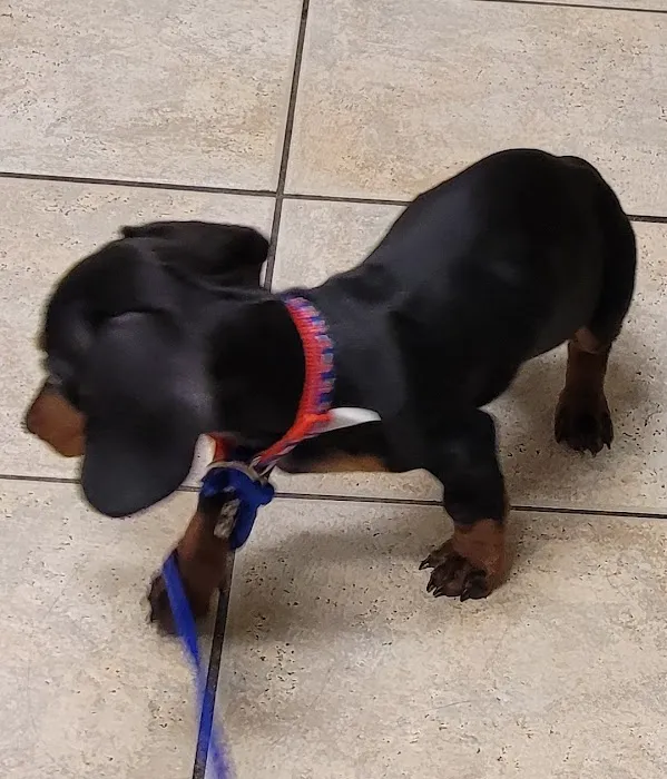 West Charleston Animal Hospital Picture 9