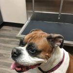 Gandy Animal Hospital
