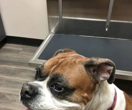 Gandy Animal Hospital