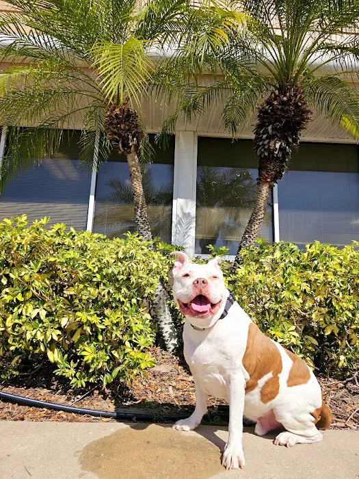 Eye Care for Animals - Tampa Picture 2