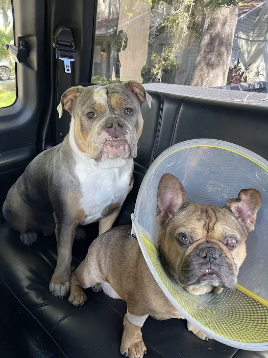 Eye Care for Animals - Tampa Picture 1