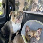 Eye Care for Animals - Tampa