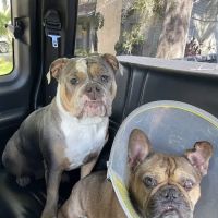 Eye Care for Animals - Tampa ico