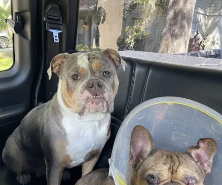 Eye Care for Animals - Tampa