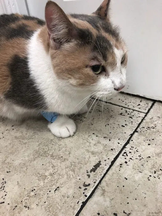 South Tampa Veterinary Care Picture 3