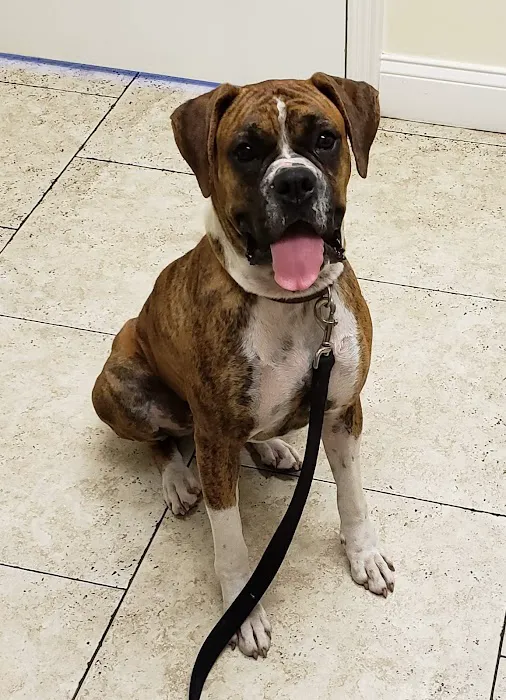 South Tampa Veterinary Care Picture 1