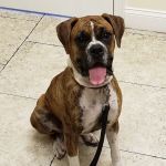 South Tampa Veterinary Care