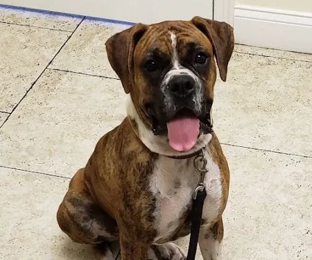 South Tampa Veterinary Care