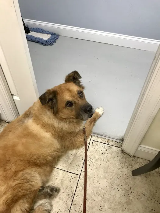South Tampa Veterinary Care Picture 5