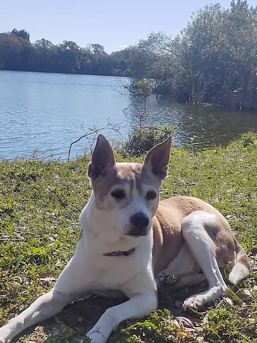 South Tampa Veterinary Care Picture 8