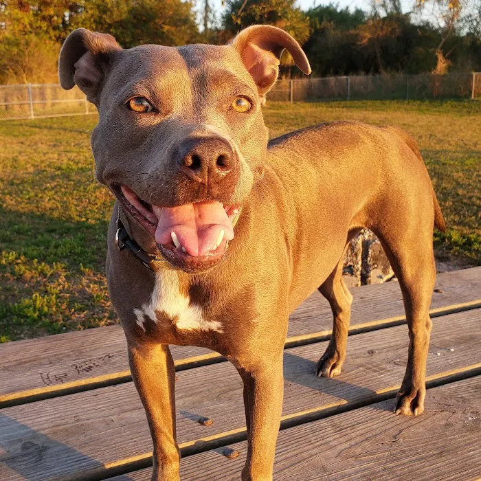 South Tampa Veterinary Care Picture 7
