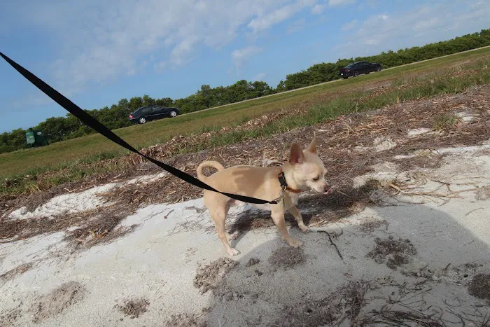 South Tampa Veterinary Care Picture 9