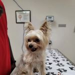 MacDill Veterinarian Treatment Facility