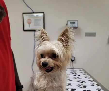 MacDill Veterinarian Treatment Facility