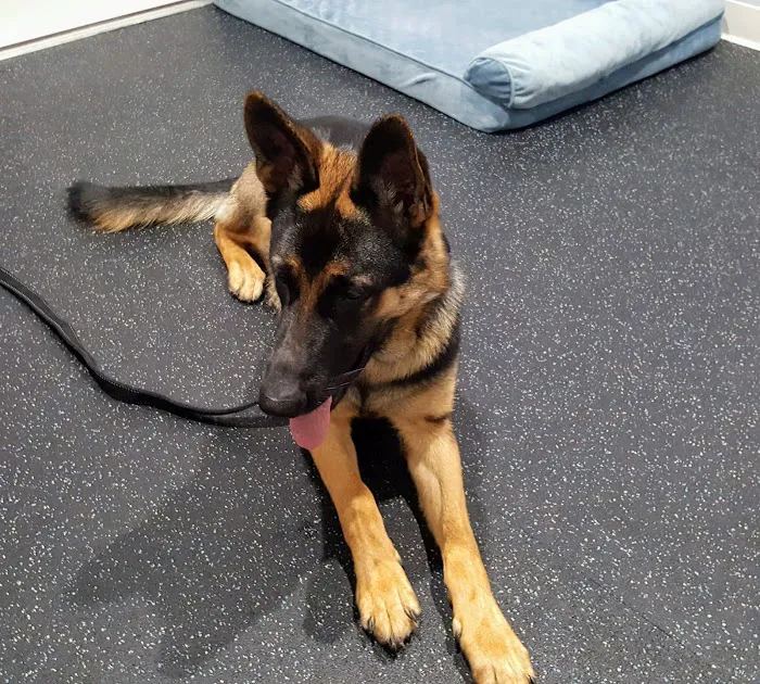 Florida Veterinary Rehabilitation and Sports Medicine Picture 3