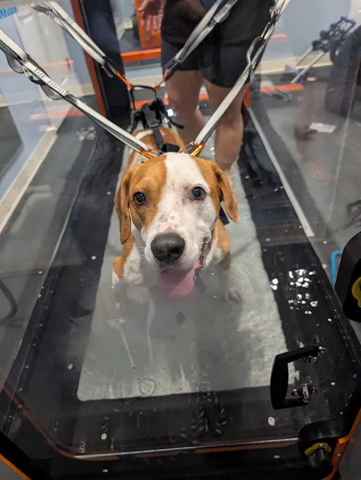 Florida Veterinary Rehabilitation and Sports Medicine Picture 1