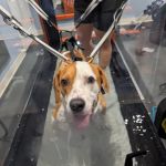 Florida Veterinary Rehabilitation and Sports Medicine