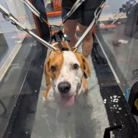 Florida Veterinary Rehabilitation and Sports Medicine ico