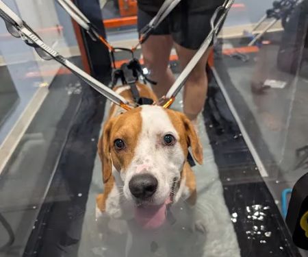 Florida Veterinary Rehabilitation and Sports Medicine