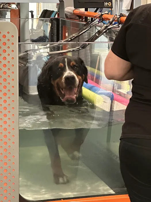 Florida Veterinary Rehabilitation and Sports Medicine Picture 4