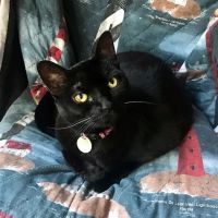Animal Diagnostic & Wellness Center ico