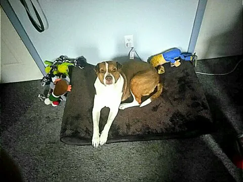 Animal Diagnostic & Wellness Center Picture 8