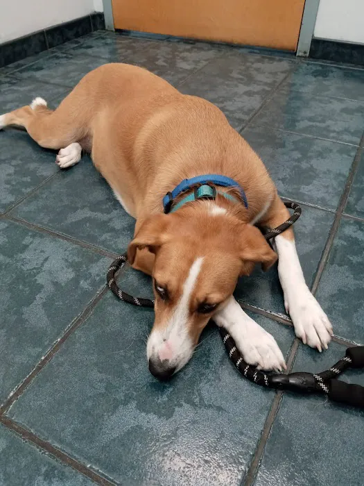 Connechusett Animal Hospital Picture 3