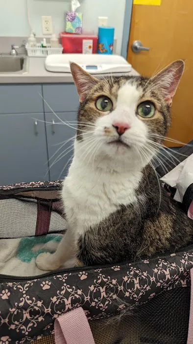 Connechusett Animal Hospital Picture 4