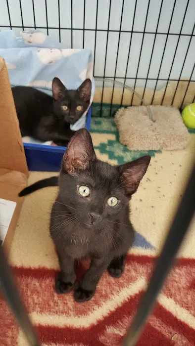 Connechusett Animal Hospital Picture 2