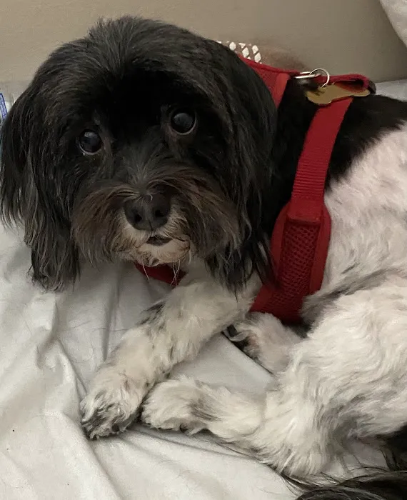 Connechusett Animal Hospital Picture 7