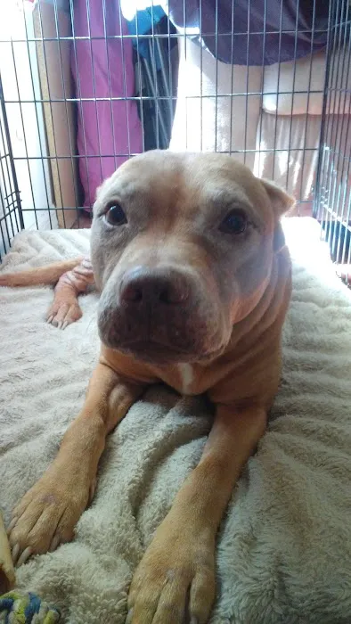 Connechusett Animal Hospital Picture 8