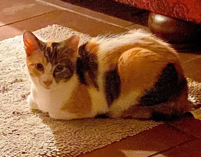 Connechusett Animal Hospital Picture 10