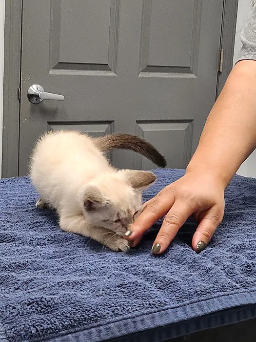 4 Paws Animal Hospital Picture 2