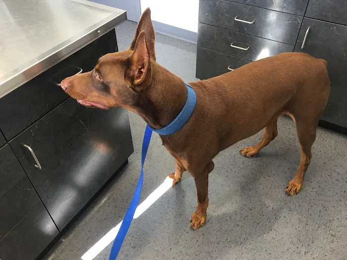 4 Paws Animal Hospital Picture 1