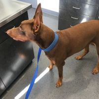 4 Paws Animal Hospital ico