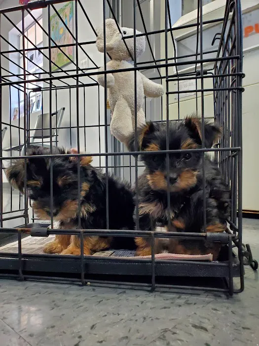 4 Paws Animal Hospital Picture 5
