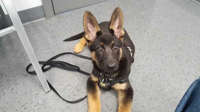 4 Paws Animal Hospital Picture 4