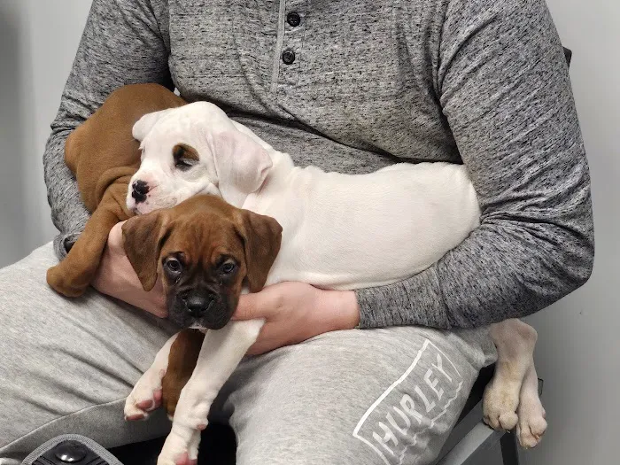 4 Paws Animal Hospital Picture 9