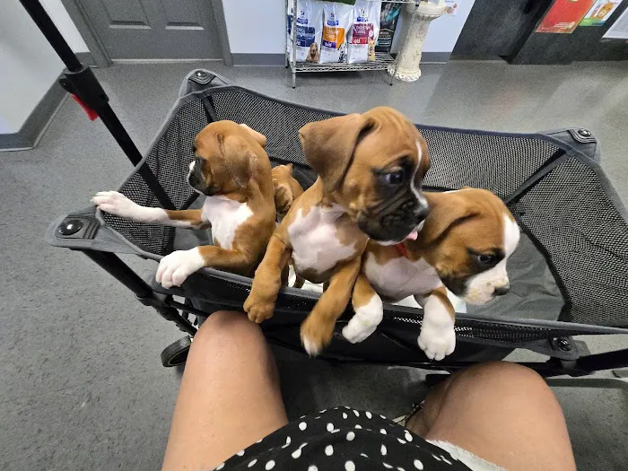 4 Paws Animal Hospital Picture 8
