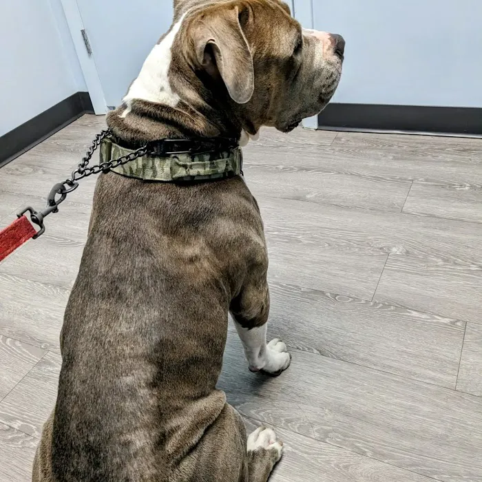 Plantation Animal Hospital of Tampa Picture 3