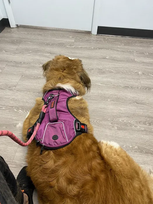 Plantation Animal Hospital of Tampa Picture 4
