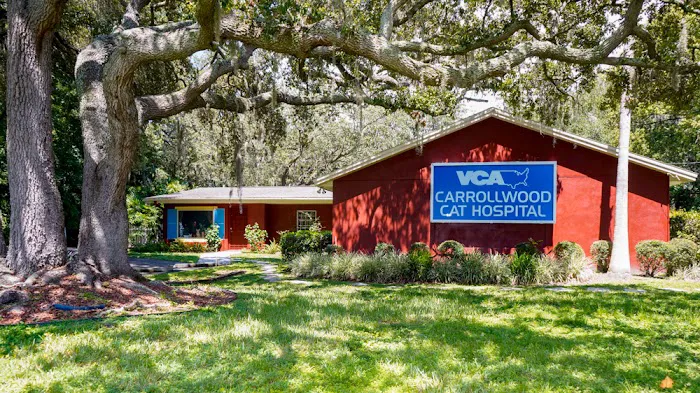 VCA Carrollwood Cat Hospital Picture 2