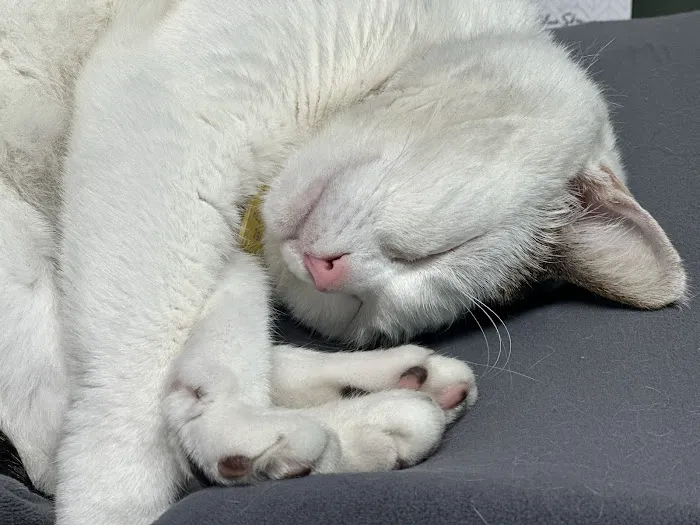 VCA Carrollwood Cat Hospital Picture 4
