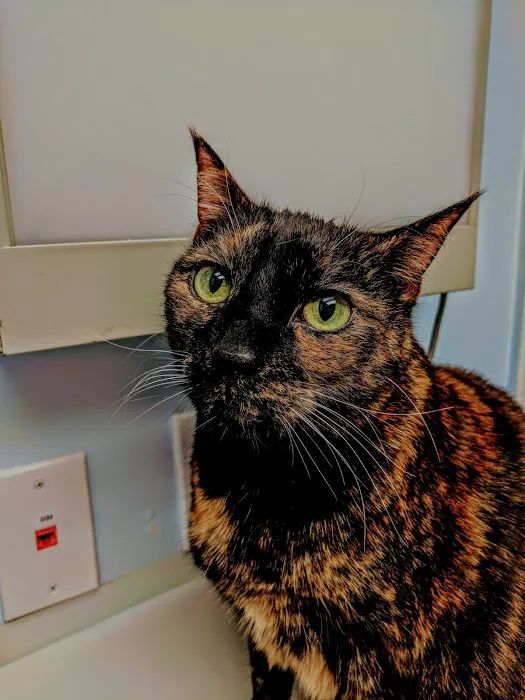 VCA Carrollwood Cat Hospital Picture 7