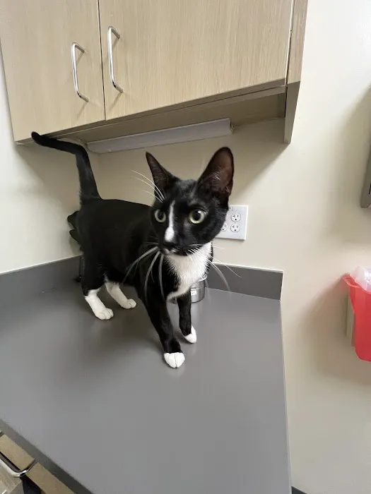 Vetco Total Care Animal Hospital Picture 5