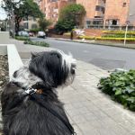 Banfield Pet Hospital