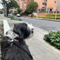 Banfield Pet Hospital ico