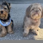 Mobile Pet Hospital